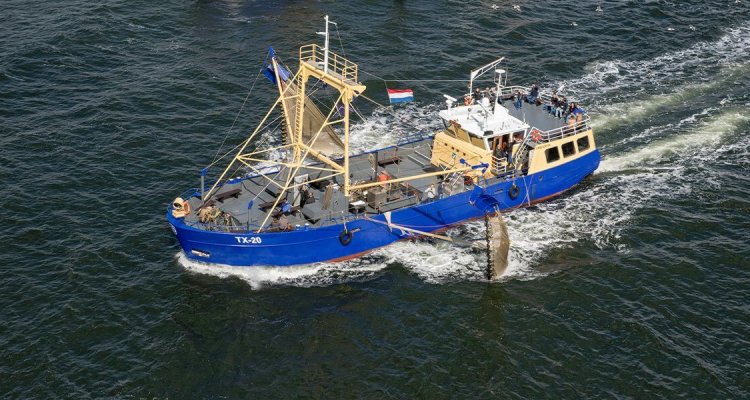 garnalen vissen op texel